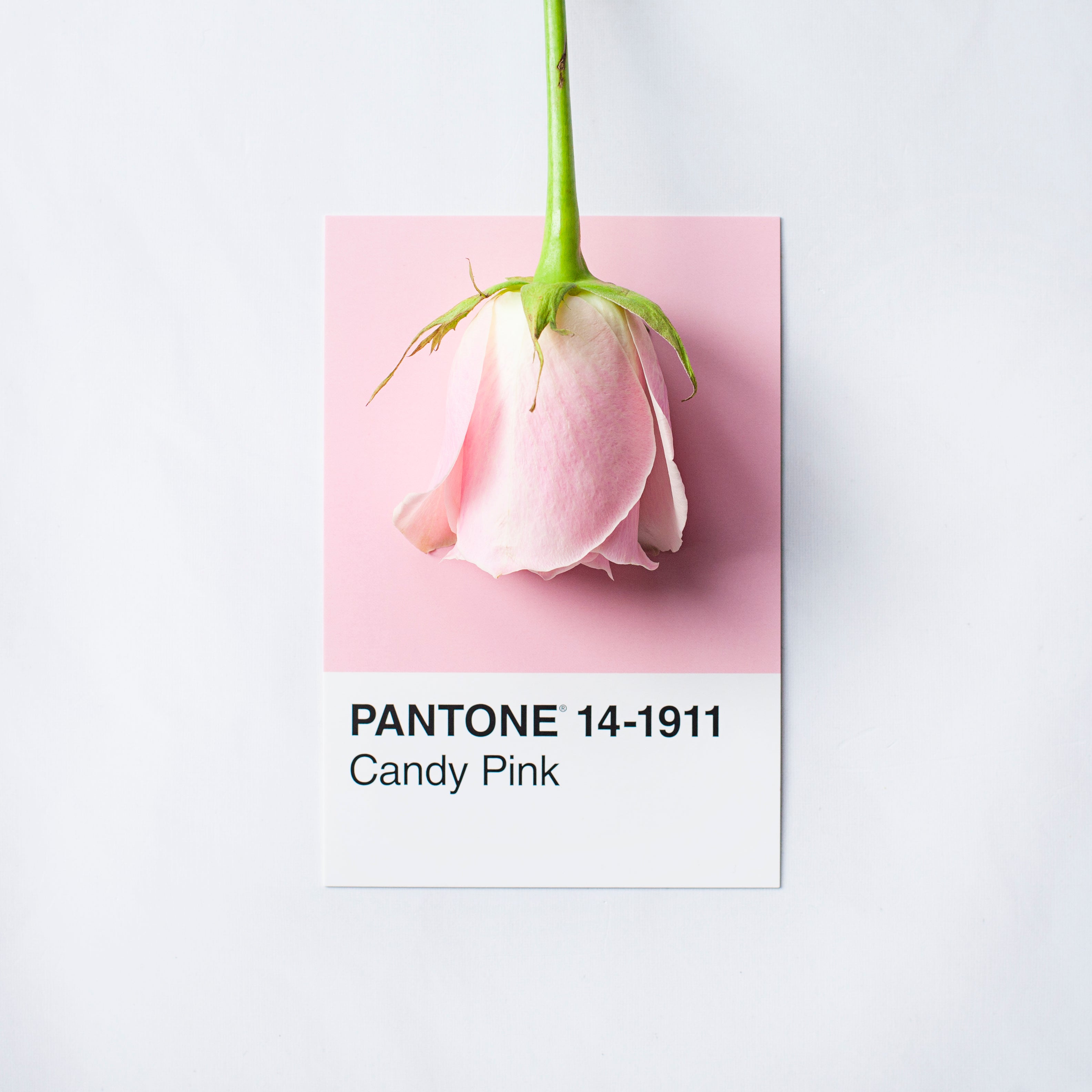 a-pink-rose-against-a-swatch-card-titled-candy-pink.jpg
