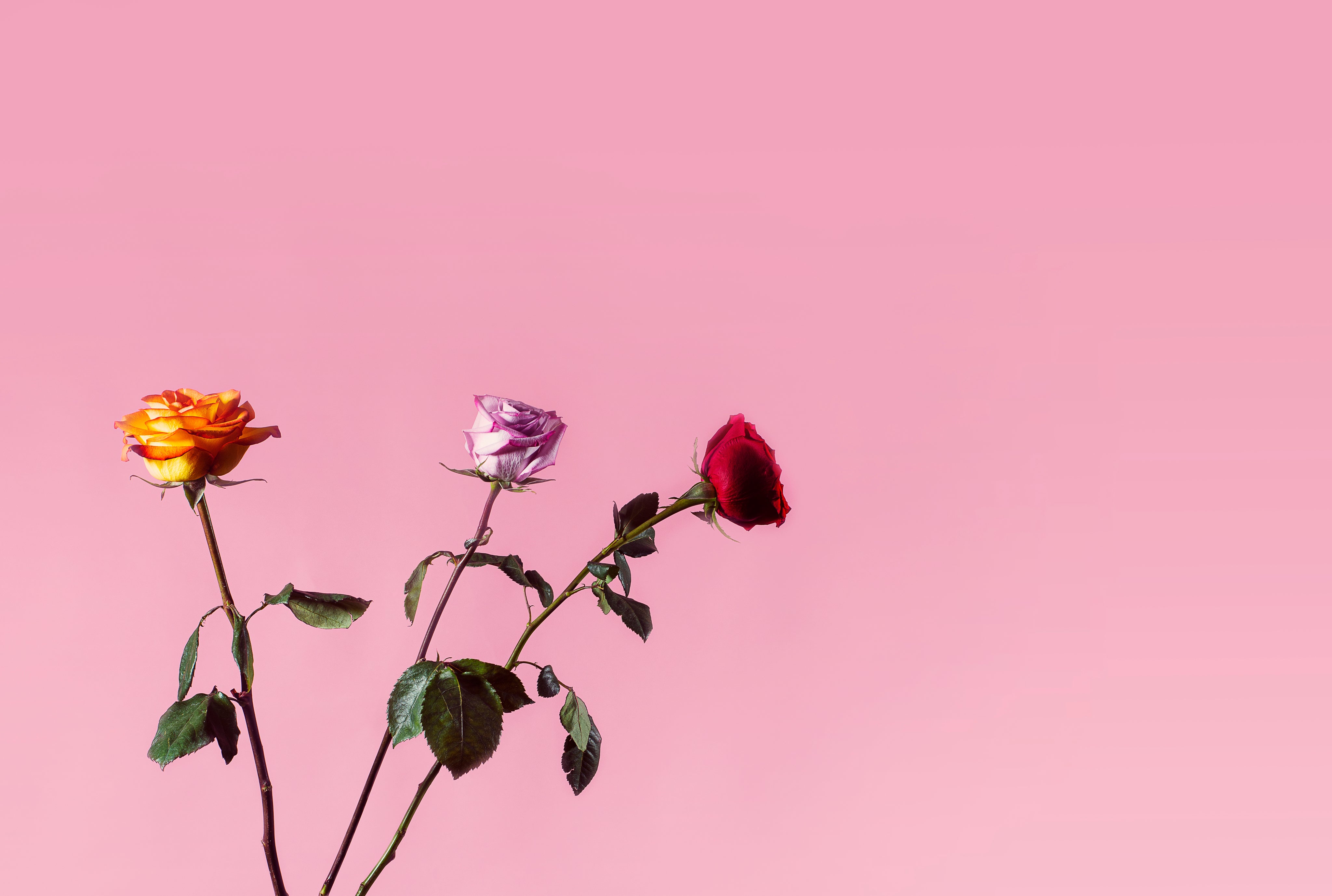 three-roses-against-pink.jpg